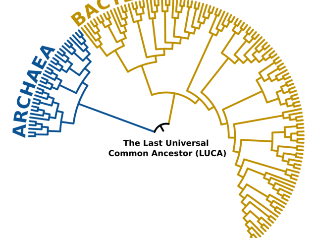Phylogenomic tree that illustrates the origins of microbial species that we see on Earth today since the Last Universal Common Ancestor (LUCA).