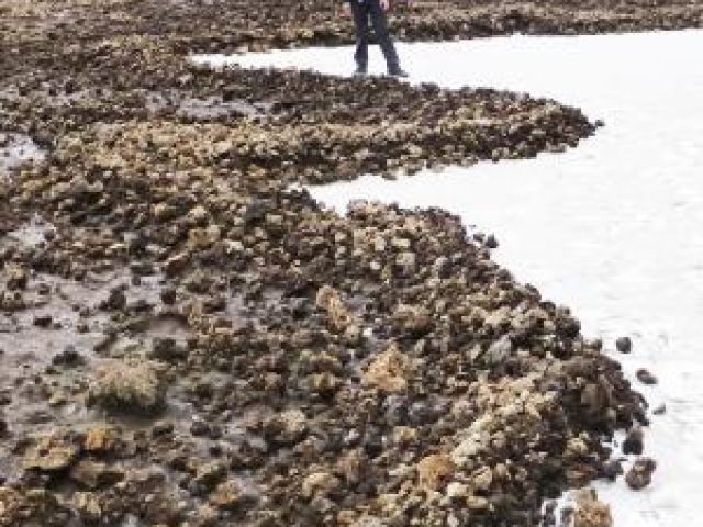 Tsunami-generated strandline on snow