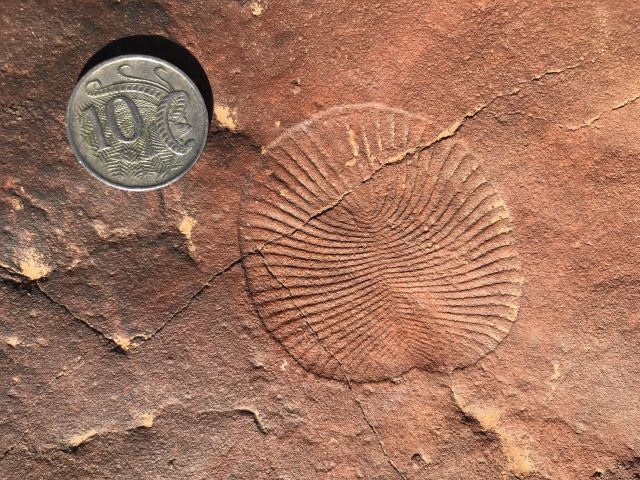 Dickinsonia from the Flinders Ranges, Australia