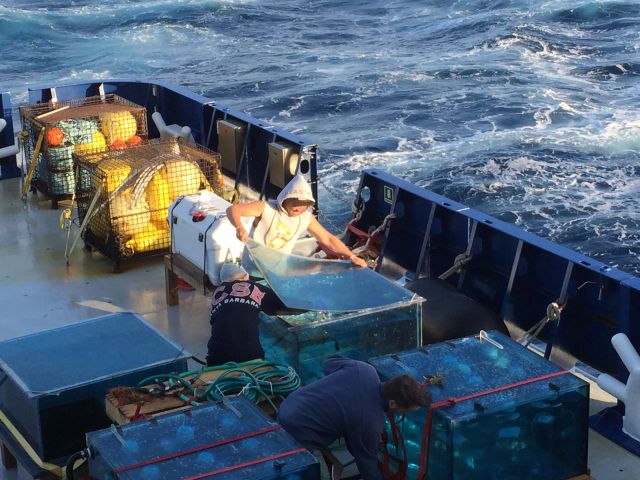 Students tend to incubation experiments during an oceanographic cruise