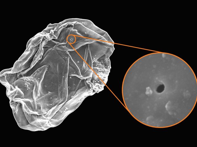 among the oldest evidence for predation - drill holes in 750 Myr old fossils