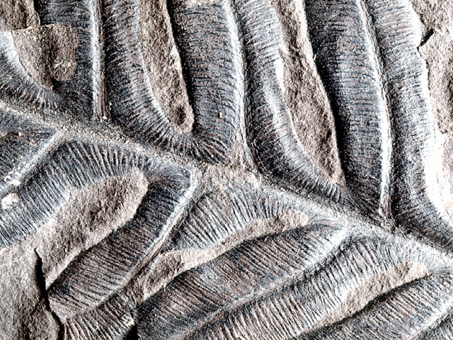 Paleobiology and Geobiology